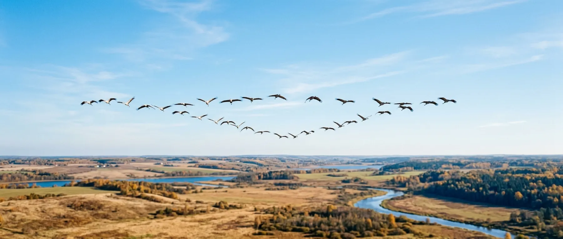 Ein Kranichschwarm zieht in V-Formation über eine herbstliche Flusslandschaft.
